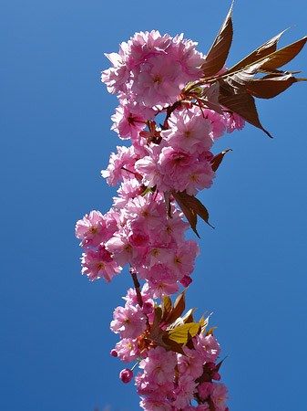 Fotos Frühling | 