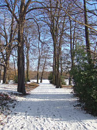 Foto Wald mit Schnee