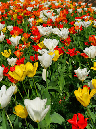 Fotos Bundesgartenschau