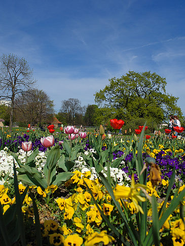 Blumen Foto 