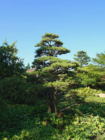 Foto Planten un Blomen - Japanischer Garten