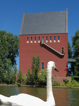 Foto Schwan vor dem Neuen Portikus - Frankfurt am Main