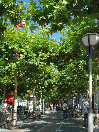 Bäume auf Zeil Fotos