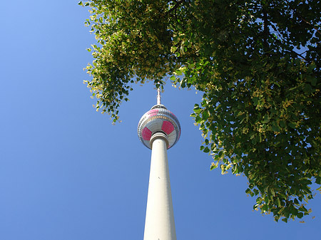 Fotos Fernsehturm und Bäume | Berlin