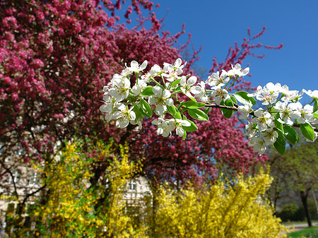 Foto Frühling - 