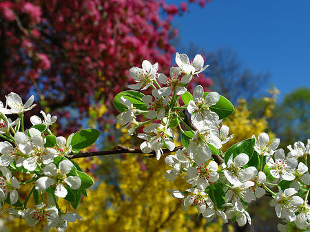 Fotos Frühling | 