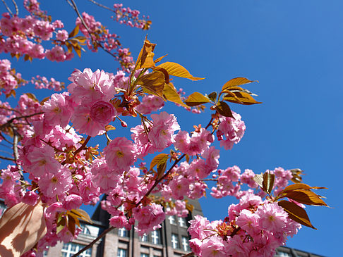 Foto Frühling - 