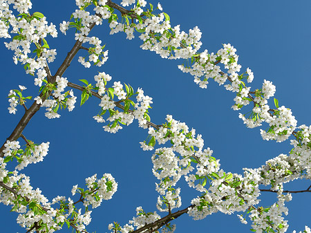Frühling