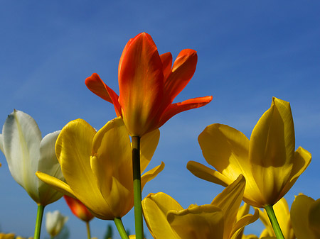 Foto Bundesgartenschau