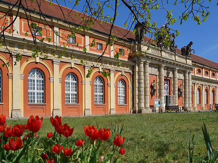 Foto Tulpen vor dem Filmmuseum - Potsdam