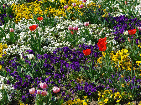Blumen Fotos