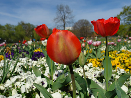 Foto Blumen - Potsdam