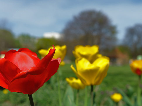 Blumen