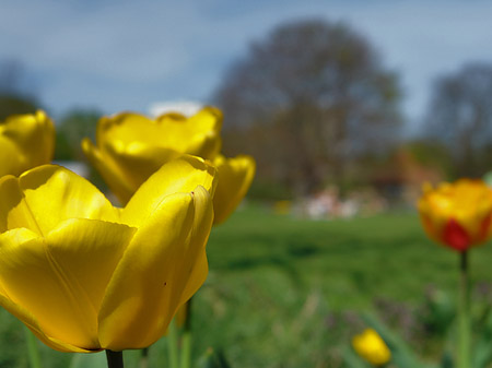 Blumen