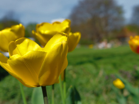 Blumen