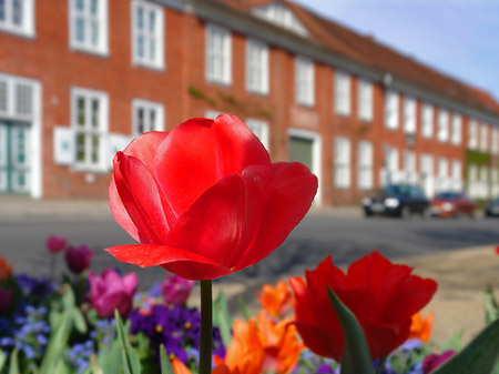 Fotos Blumen
