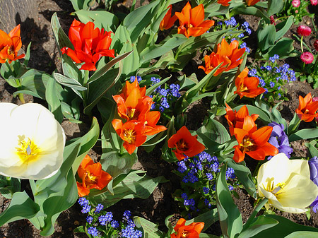 Blumen Fotos