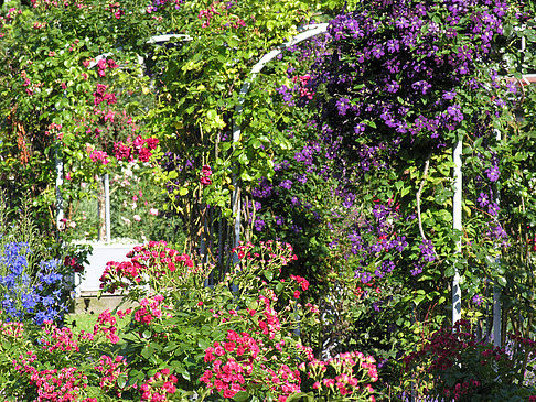Fotos Planten un Blomen - Rosengarten | Hamburg