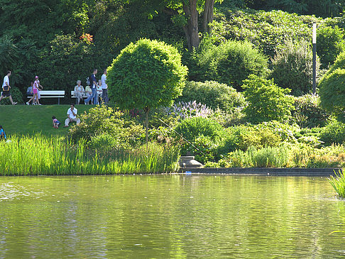 Foto Planten un Blomen - Wiese am Parksee