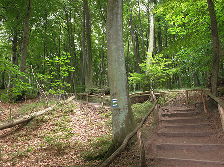 Foto Kreidefelsen Wanderweg