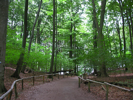 Kreidefelsen Wanderweg Foto 