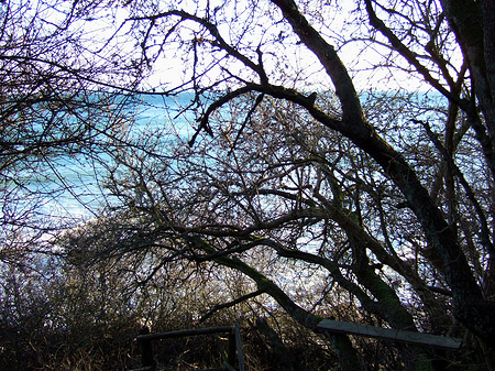 Fotos Ostsee zwischen Bäumen