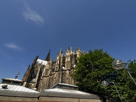 Foto Kölner Dom mit Baum